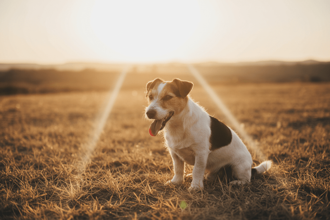 Comment protéger son chien pendant la canicule : Les bons gestes à adopter