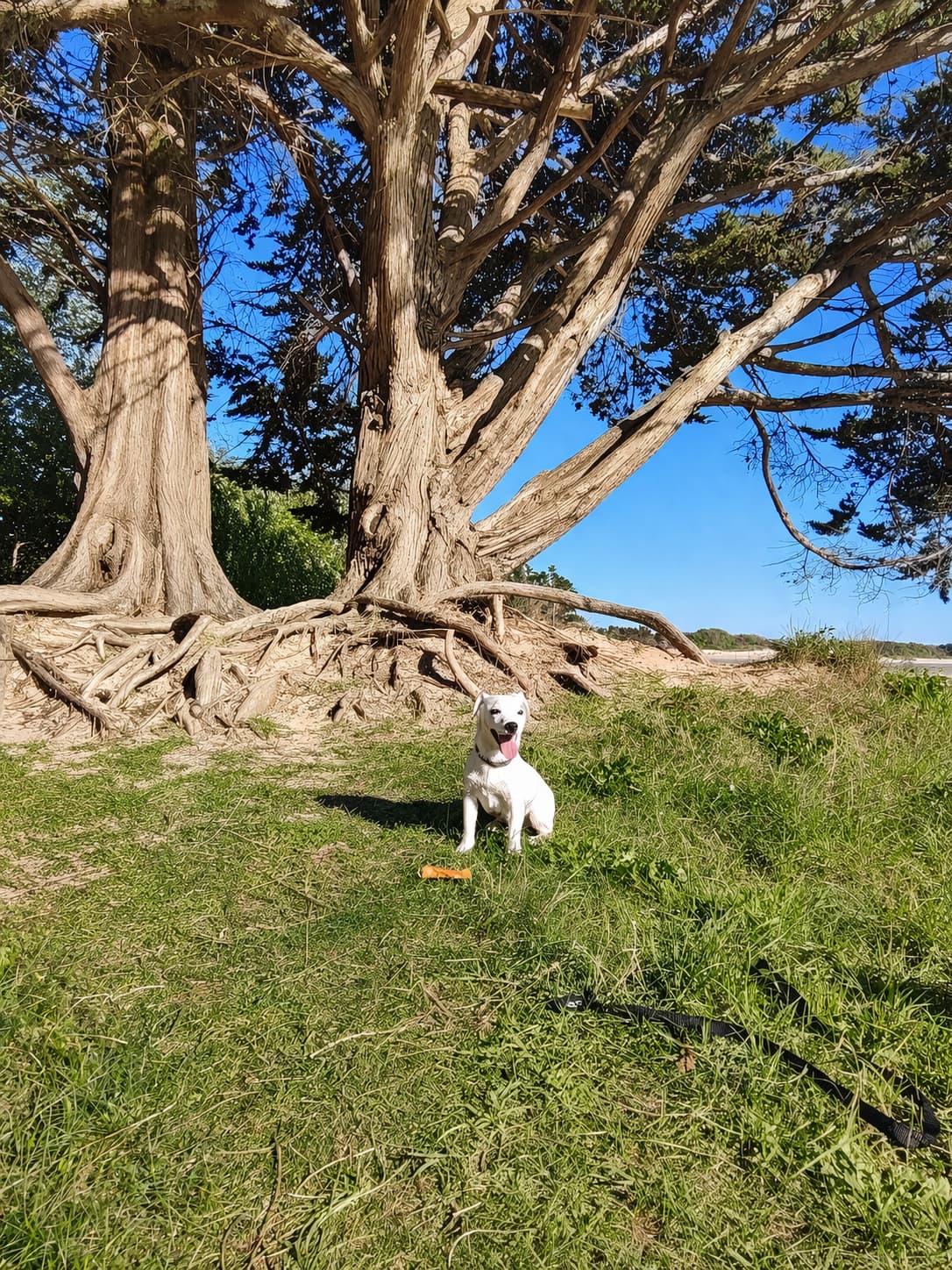 chien avec mastication naturelle sous un arbre
