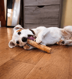 Chien qui mâche un bâton de caféier naturel — jouet durable