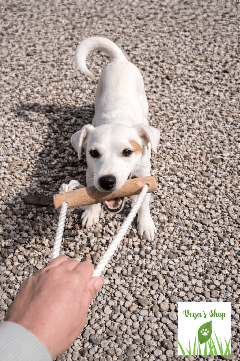 Chien avec jouet Tirepattes bois et corde — jeu de traction naturel