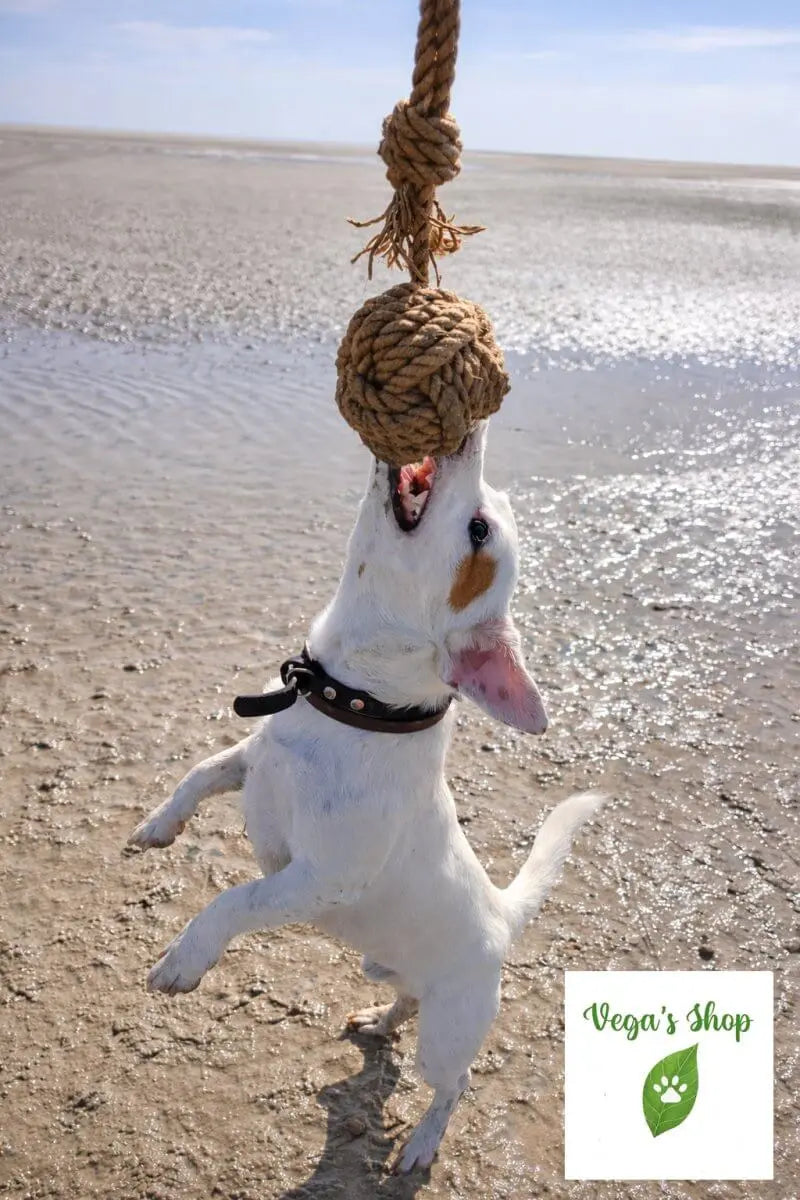 Chien avec boule canine en corde — jouet résistant naturel