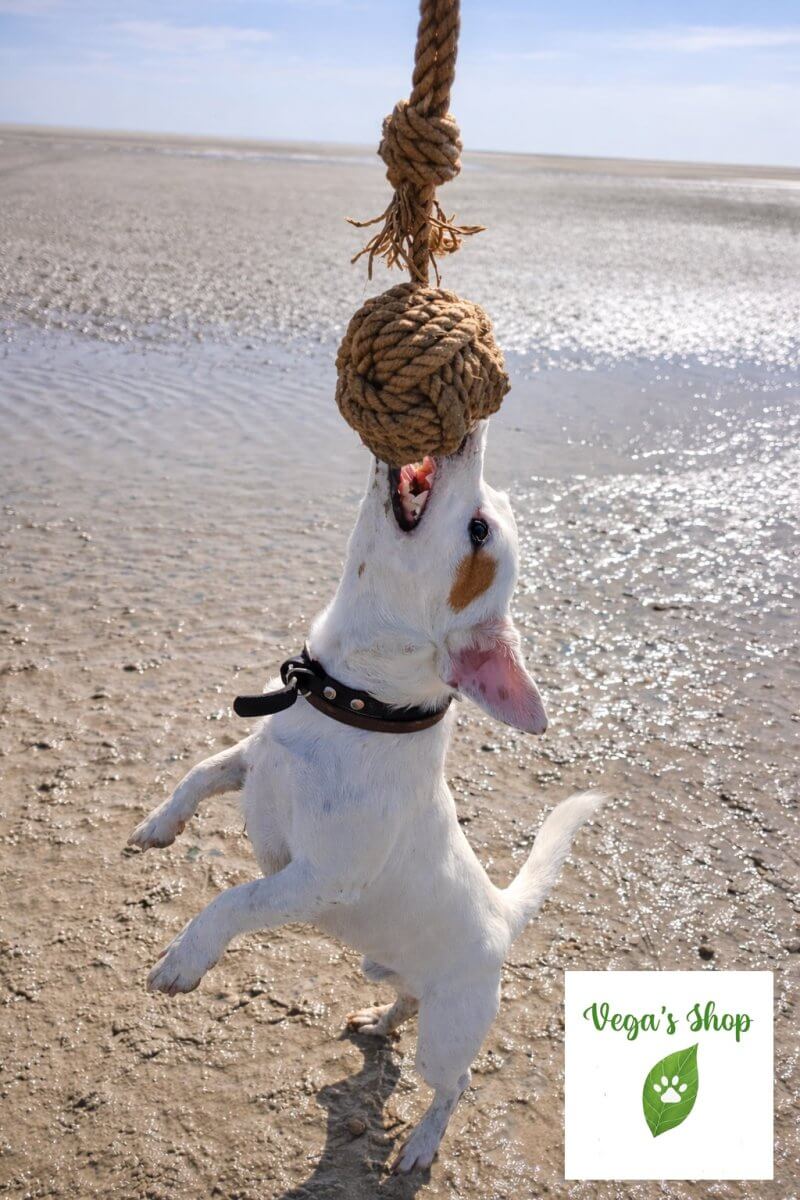 Chien avec boule canine en corde — jouet résistant naturel
