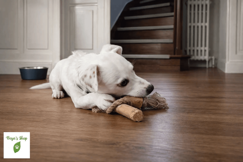 Chien avec Canicorde bois et chanvre — jeu interactif naturel