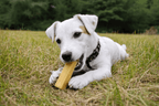 Chien mâchant friandise naturelle au fromage de Yak pour chien — longue durée