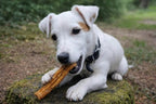 Chien mâchant peau d'agneau pour chien — produit naturel sans conservateurs